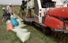 Xã Khuyến Nông tập trung thu hoạch lúa vụ chiêm xuân - sản xuất vụ mùa năm 2019